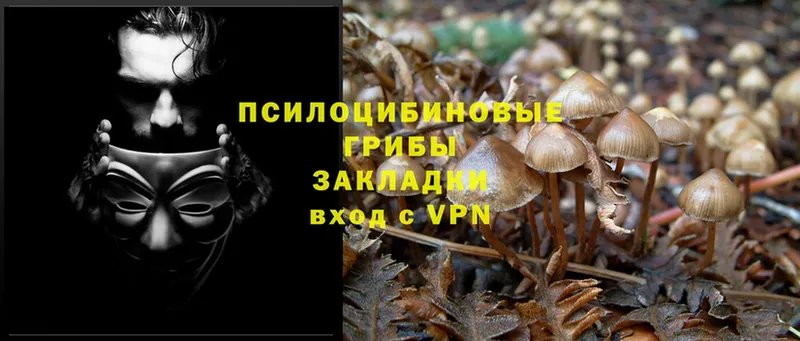 цены   Ярцево  Галлюциногенные грибы MAGIC MUSHROOMS 